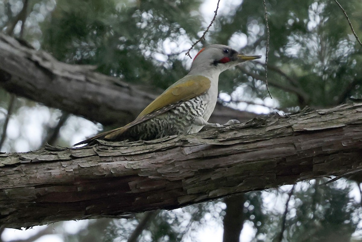 Japanese Woodpecker - ML617646465