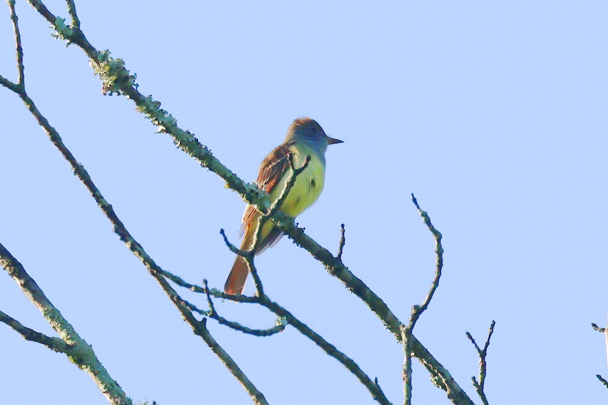 Great Crested Flycatcher - ML617646483