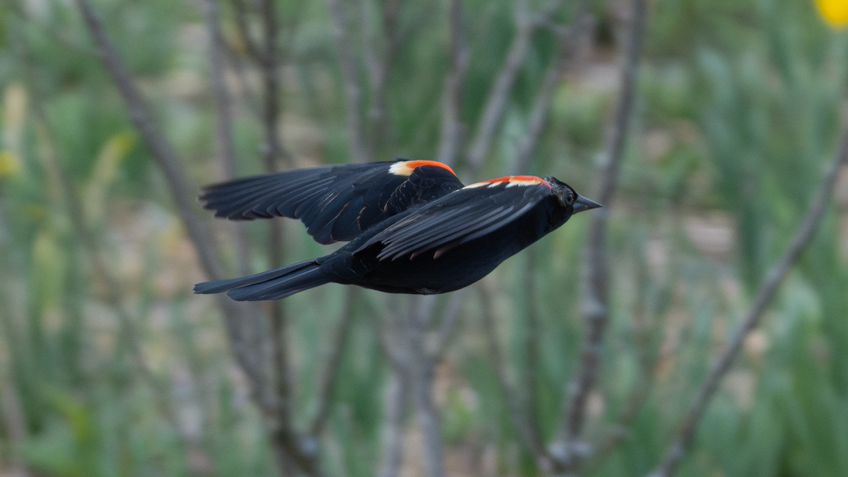 Red-winged Blackbird - Xinsheng Wei