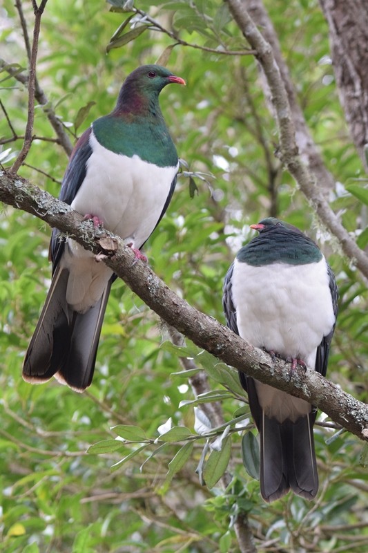 New Zealand Pigeon - Kok Hui Tan