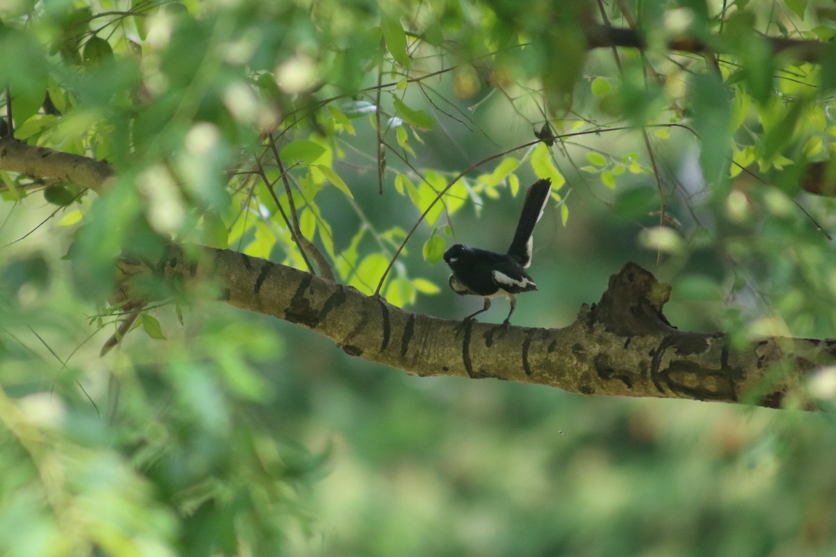 Oriental Magpie-Robin (Oriental) - Supot Surapaetang