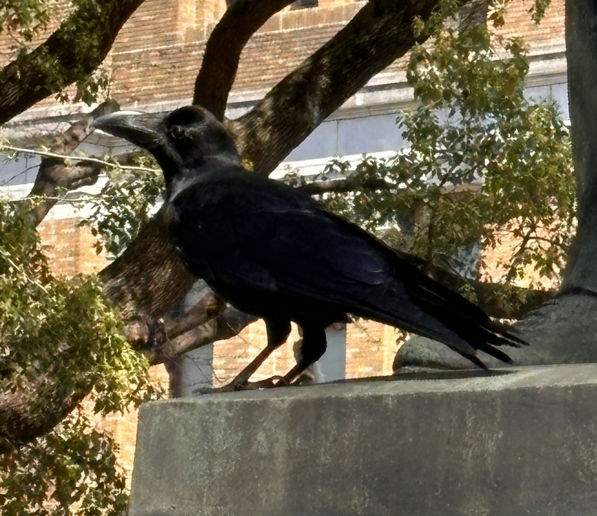 Large-billed Crow - ML617646785