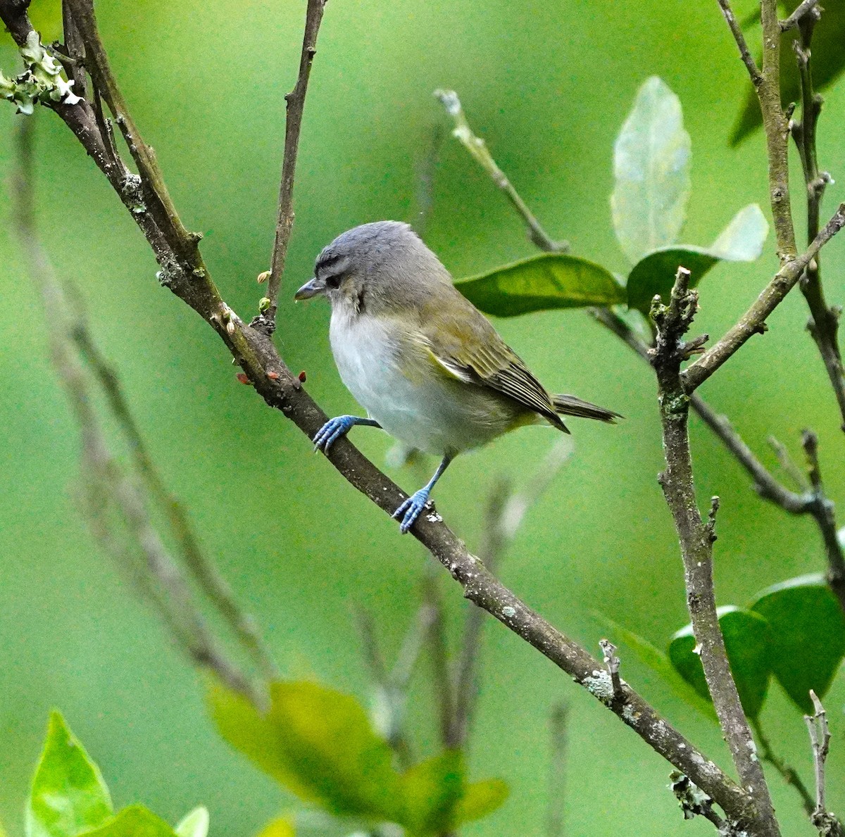 Red-eyed/Chivi Vireo - ML617646911