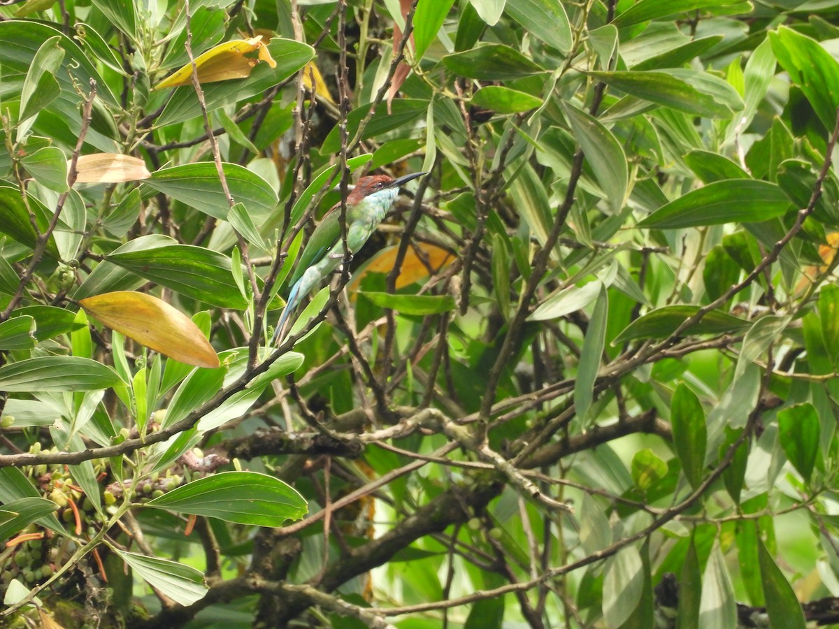 Blue-throated Bee-eater - Damian Gan Bo Hui