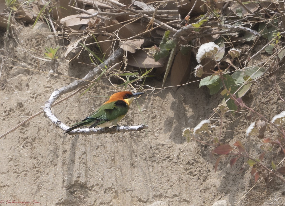 Chestnut-headed Bee-eater - Subharanjan Sen