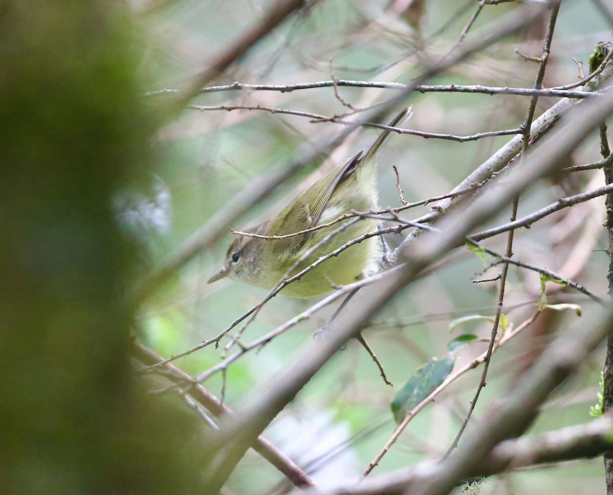 Timor Leaf Warbler - ML617646972