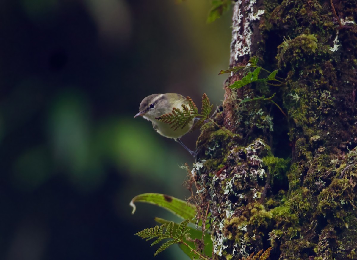 Timor Leaf Warbler - ML617646976