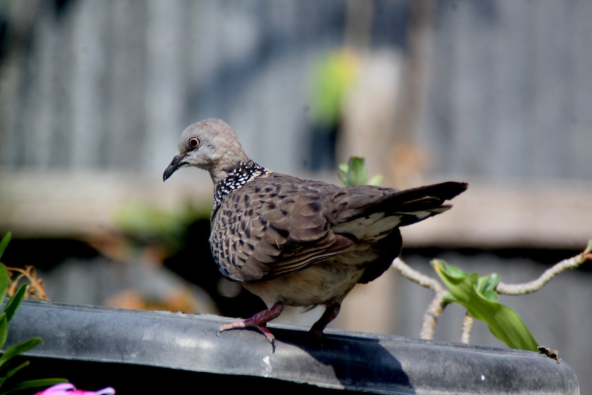 Spotted Dove - ML617647085
