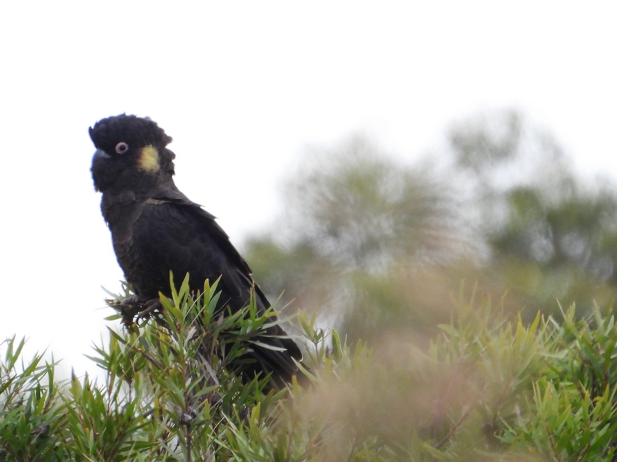 Yellow-tailed Black-Cockatoo - ML617647117