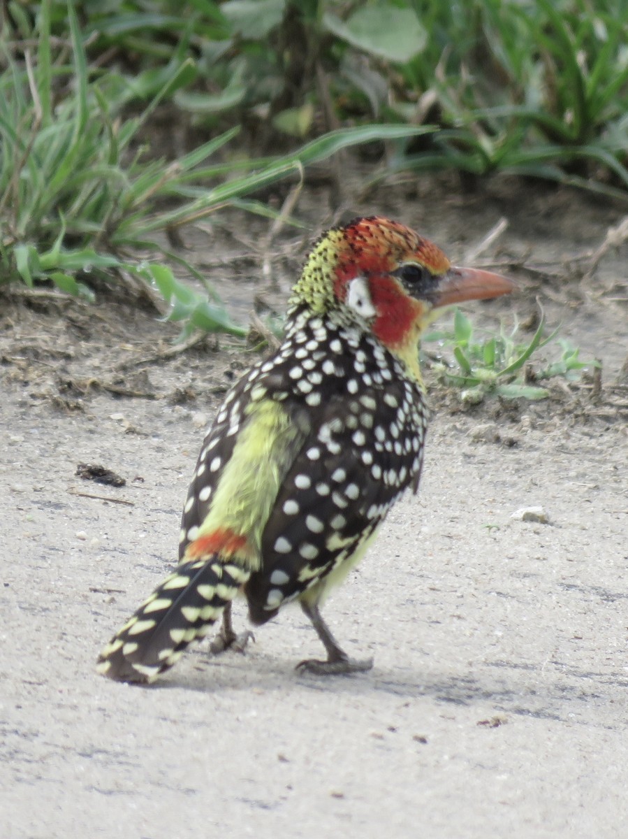 Red-and-yellow Barbet - ML617647126