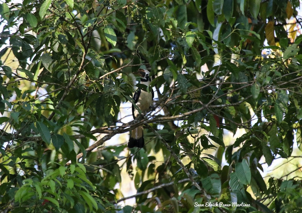 Mindanao Hornbill - Sean Martinez