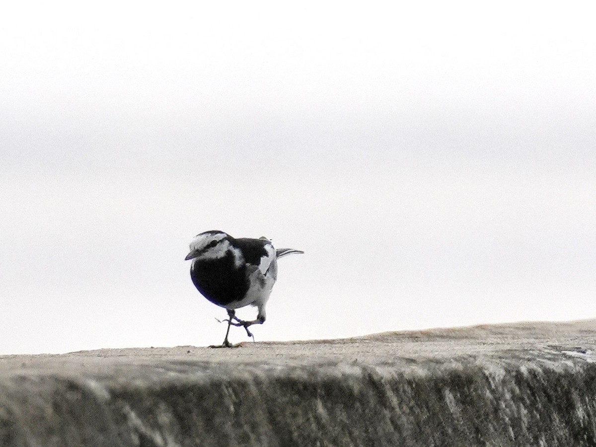 White Wagtail (Black-backed) - Linus Chen