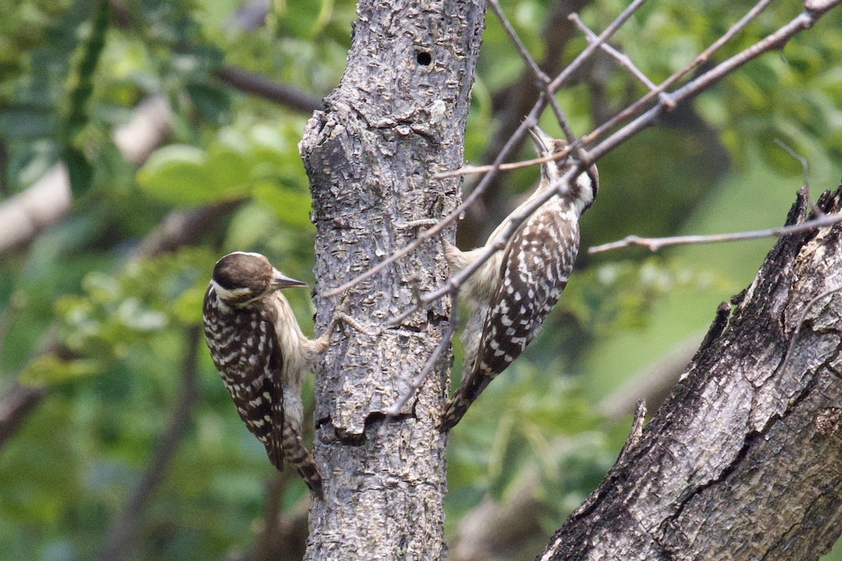 Sunda Pygmy Woodpecker - ML617647262
