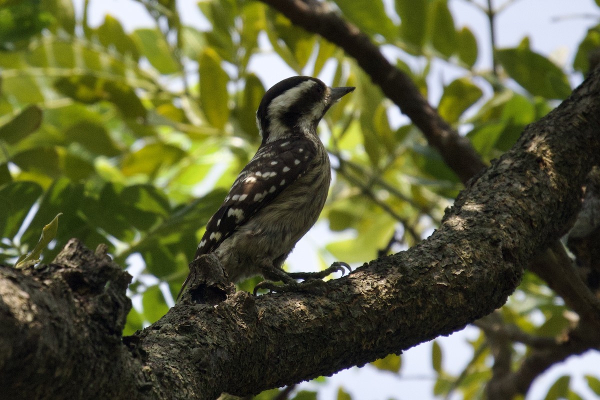 Sunda Pygmy Woodpecker - ML617647264