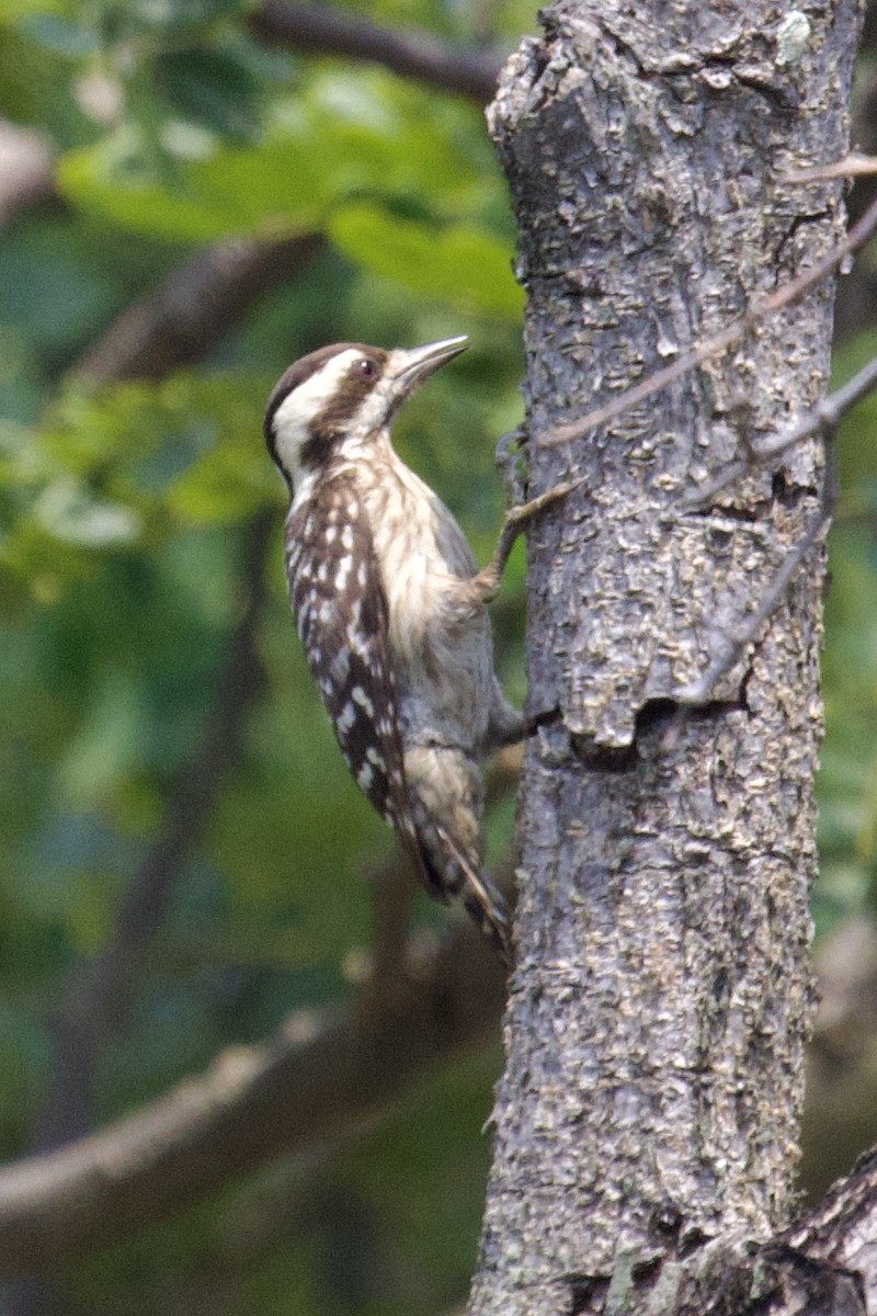 Sunda Pygmy Woodpecker - ML617647265