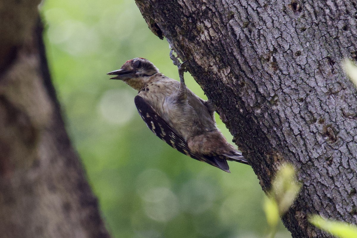 Freckle-breasted Woodpecker - ML617647269