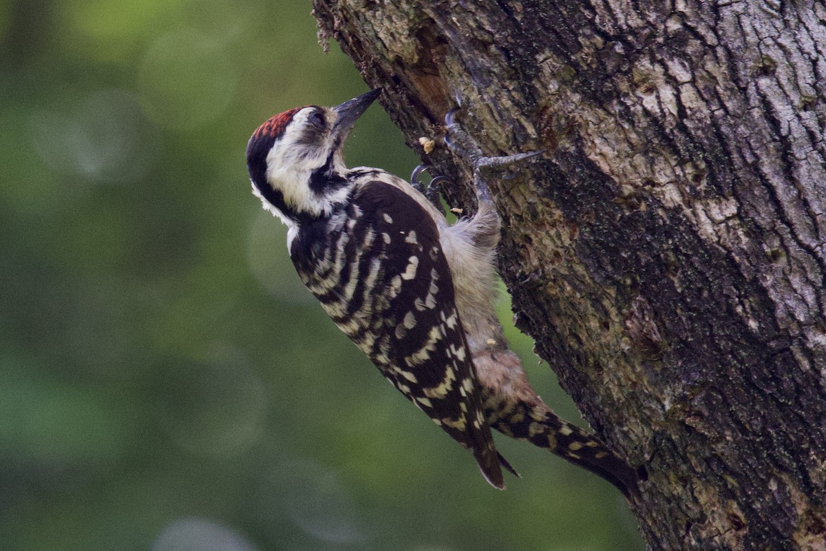 Freckle-breasted Woodpecker - Tom McIntosh