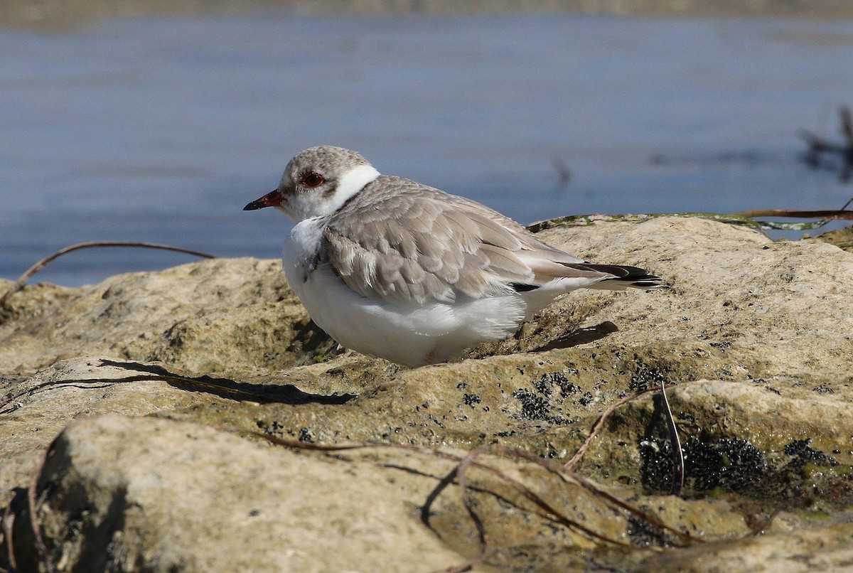 Hooded Plover - Edward Smith