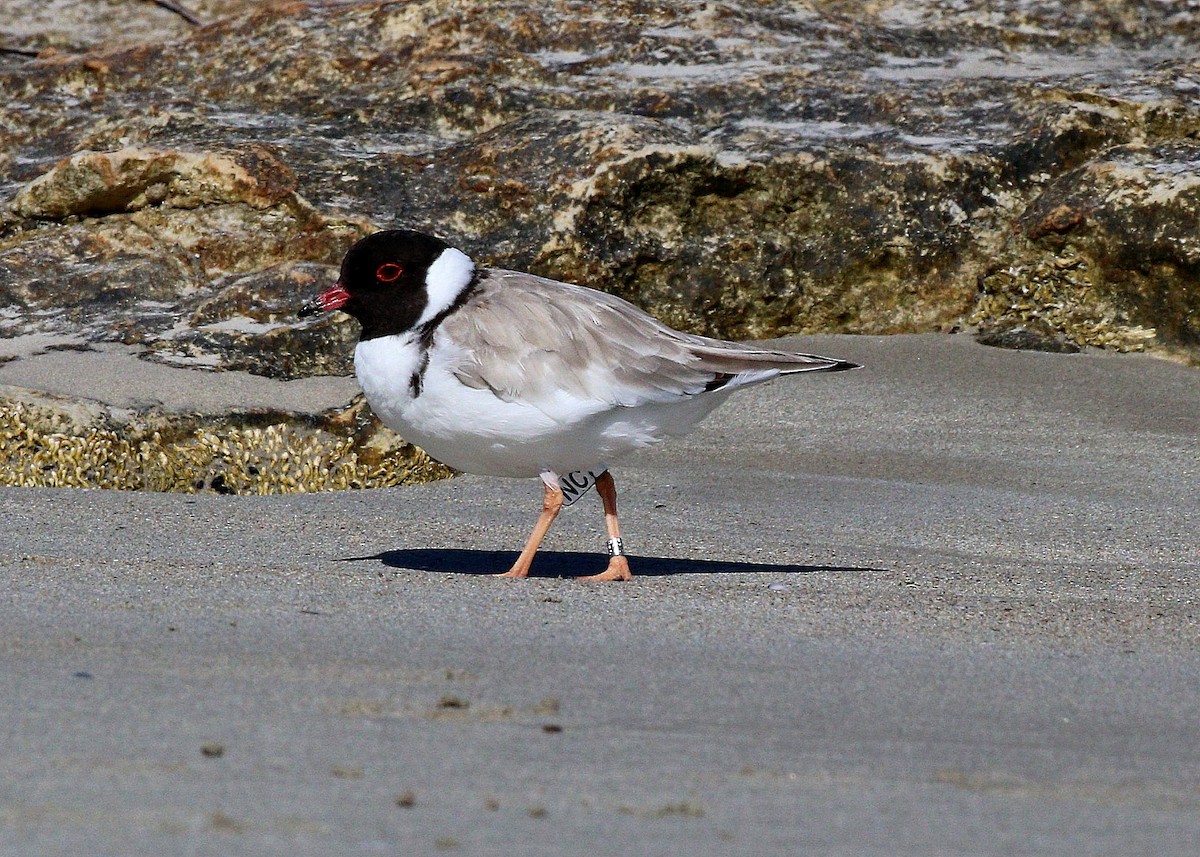 Hooded Plover - Edward Smith