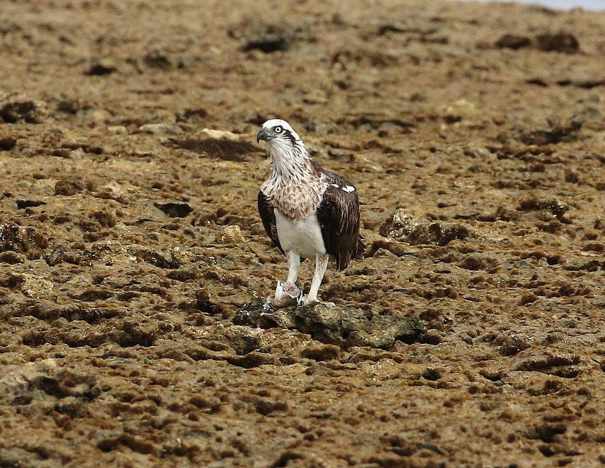 Águila Pescadora (Australia) - ML617647328