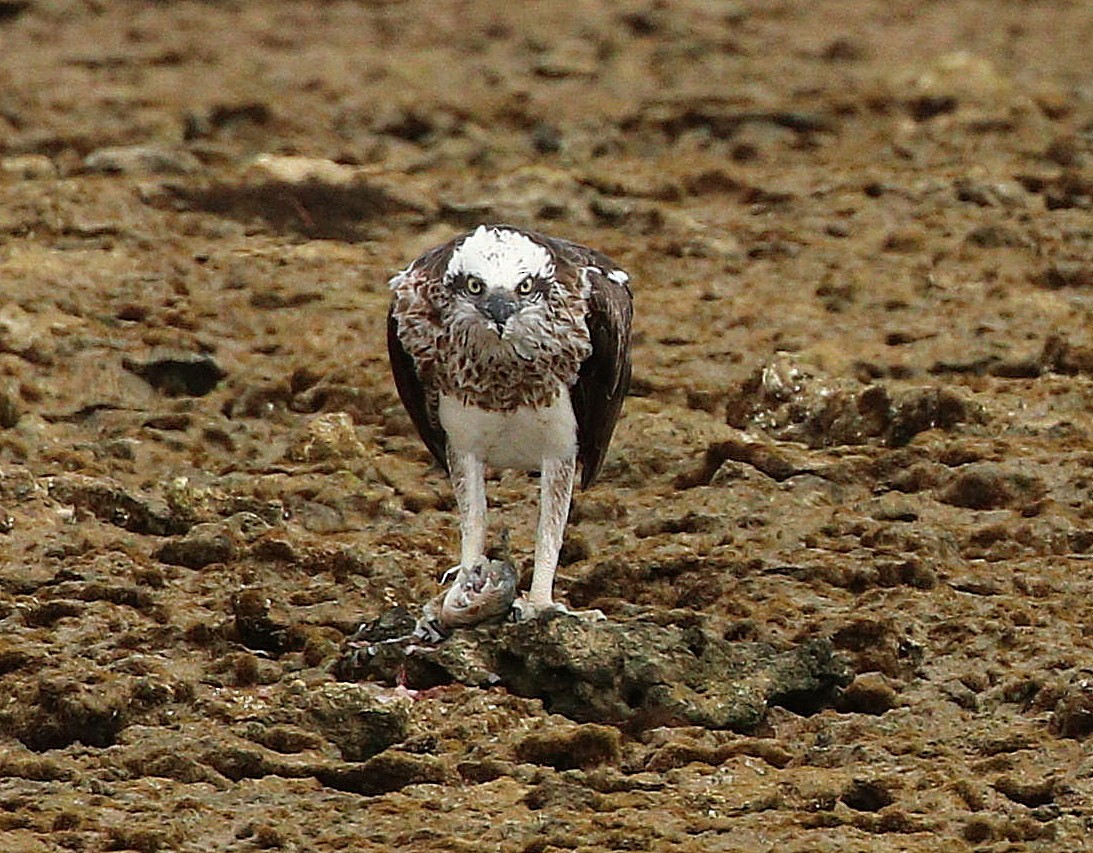 Águila Pescadora (Australia) - ML617647341