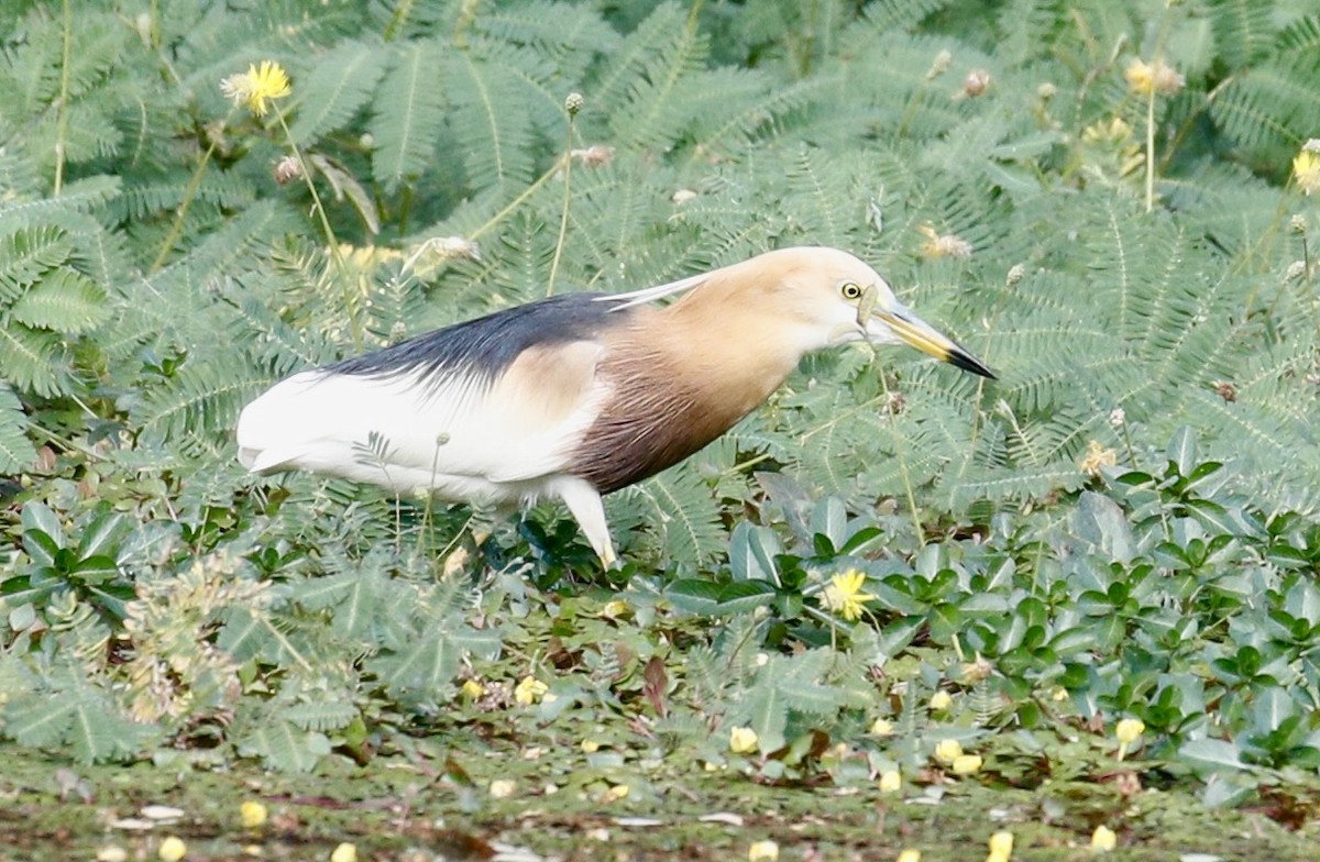 Javan Pond-Heron - ML617647429