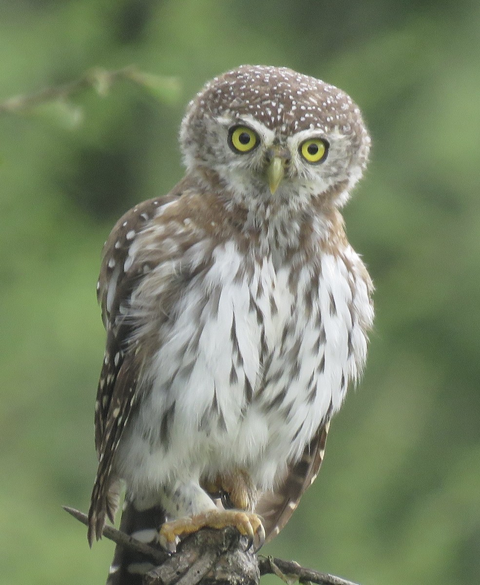 Pearl-spotted Owlet - ML617647449