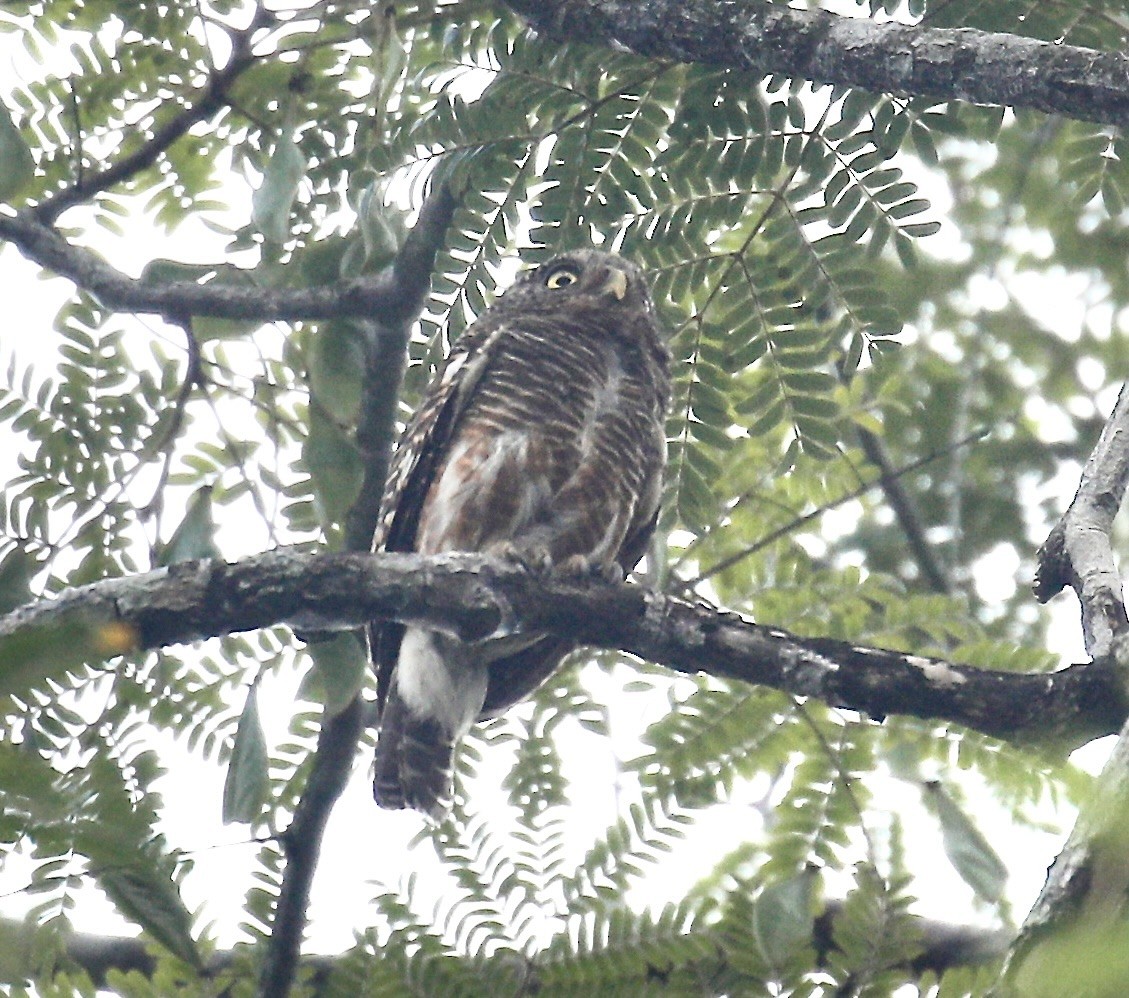 Asian Barred Owlet - ML617647471