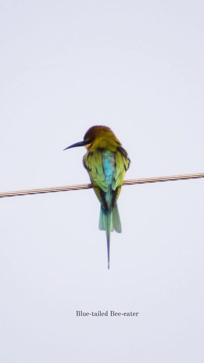 Blue-tailed Bee-eater - ML617647478