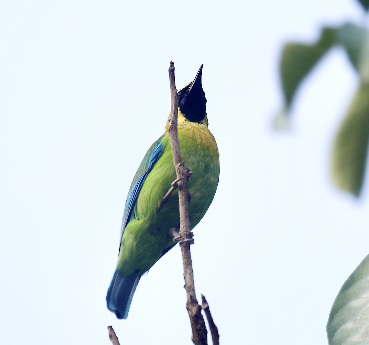 Blue-winged Leafbird - Mark  Hogarth