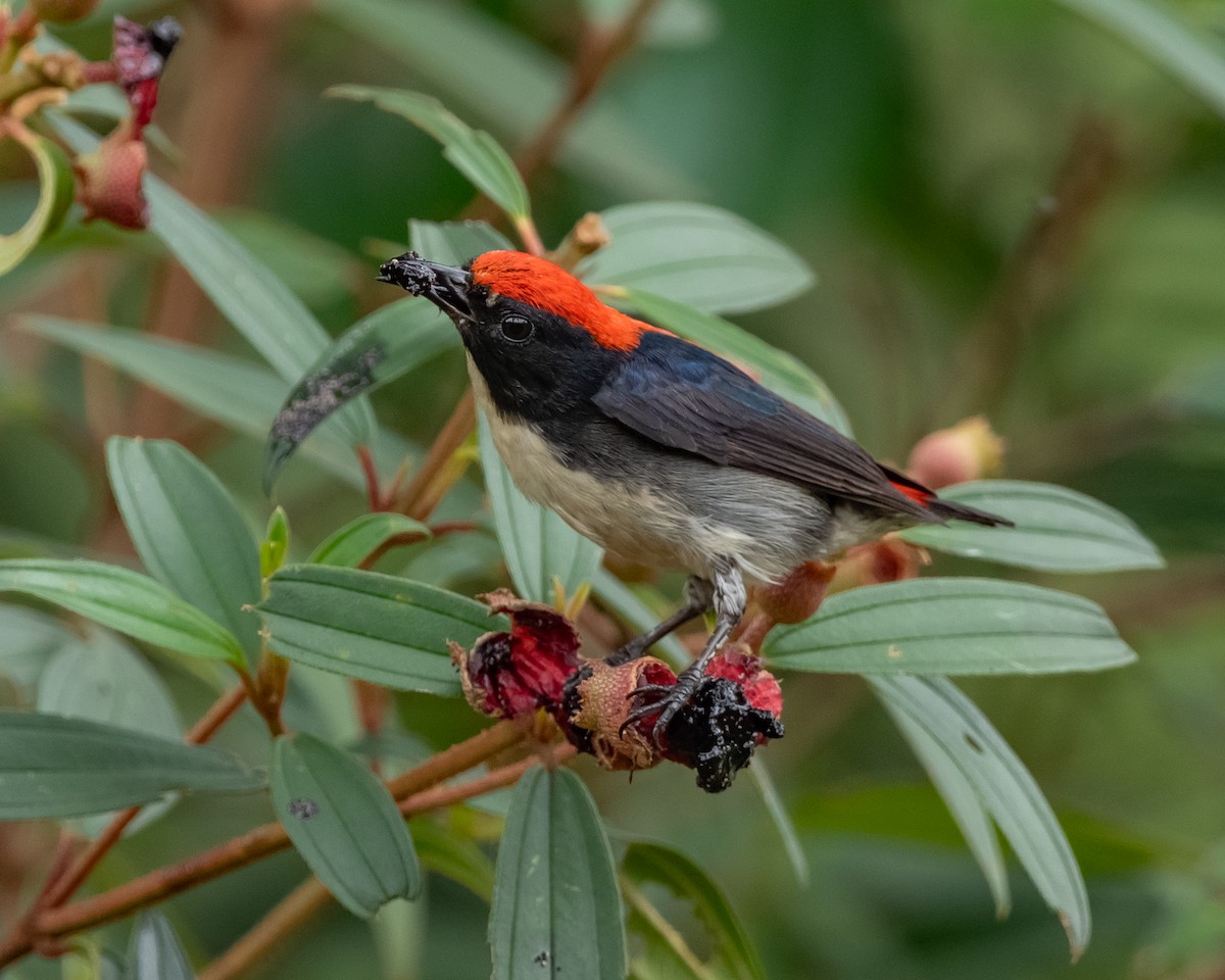 Scarlet-backed Flowerpecker - ML617647510
