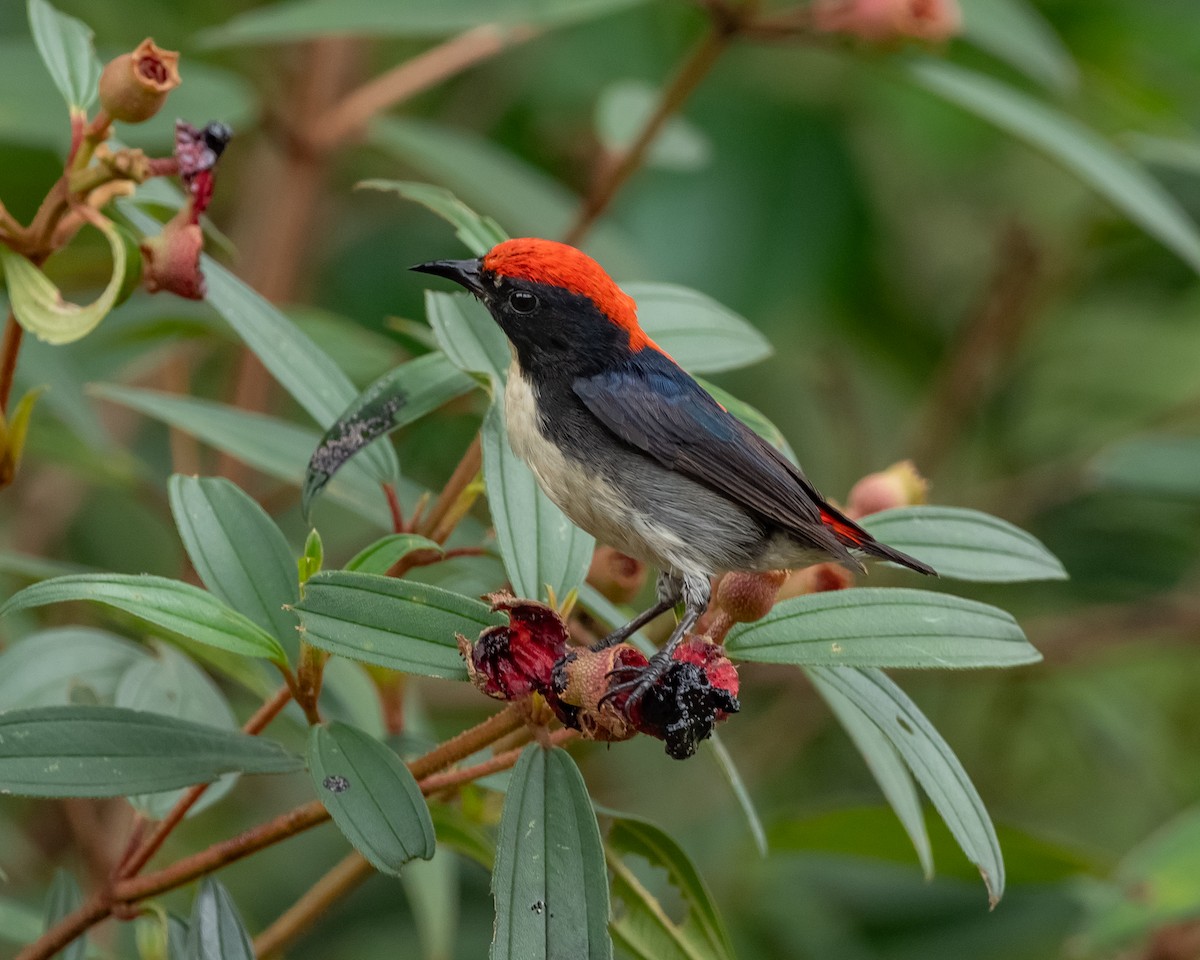 Scarlet-backed Flowerpecker - ML617647511