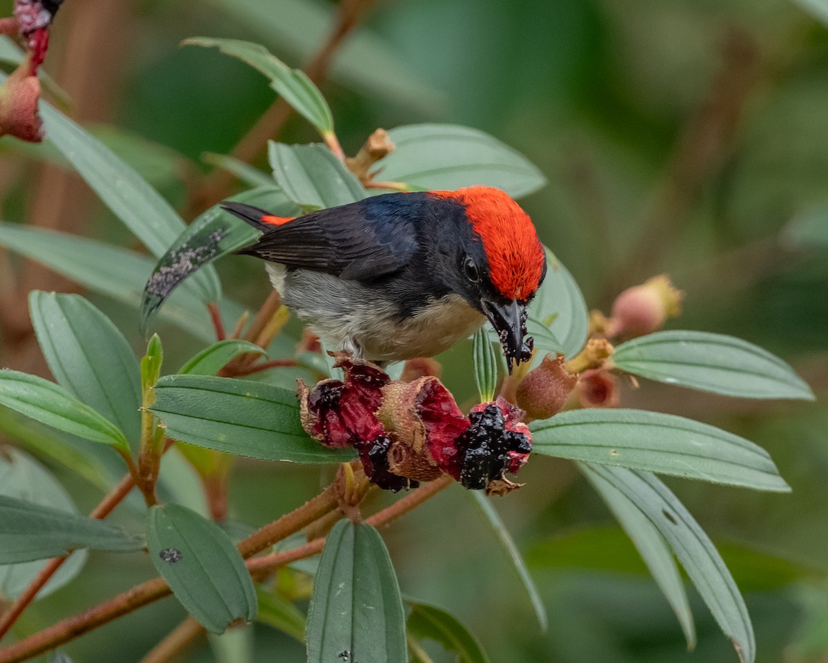 Scarlet-backed Flowerpecker - ML617647512