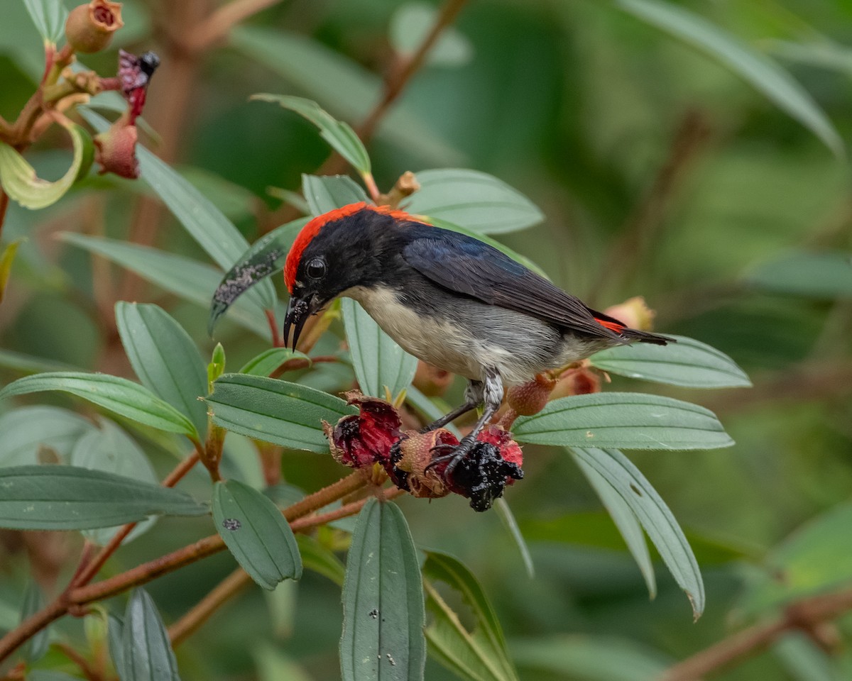 Scarlet-backed Flowerpecker - ML617647514
