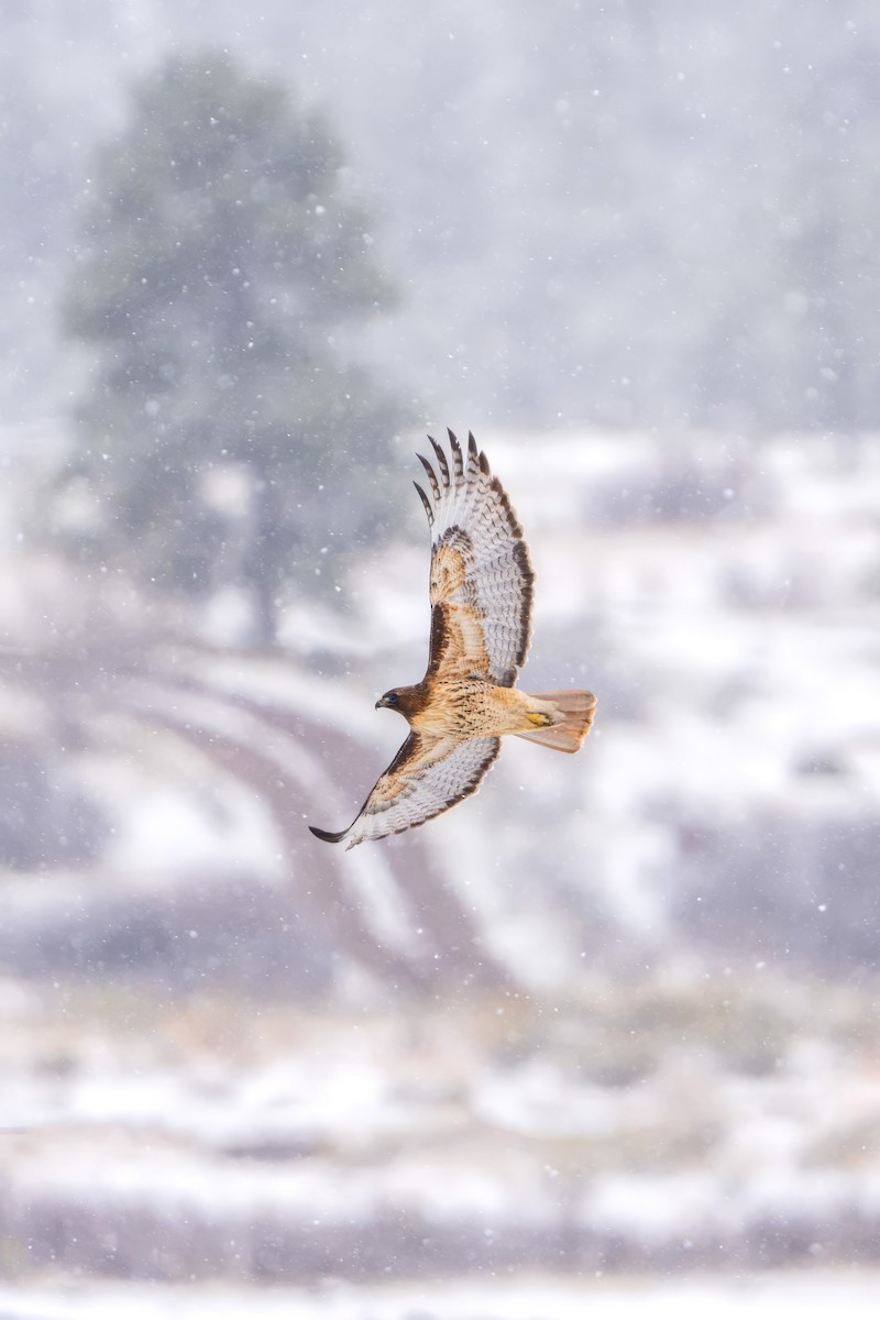 Red-tailed Hawk - Ashley Pichon