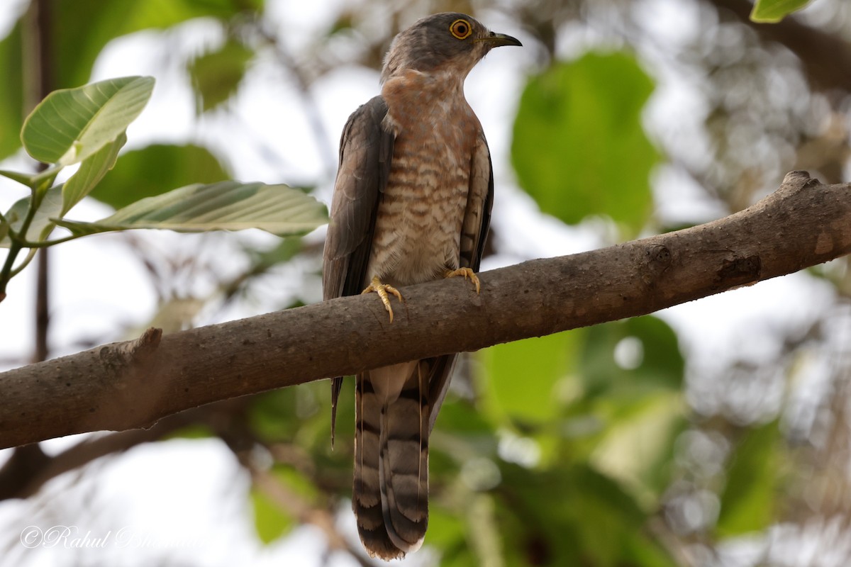 Common Hawk-Cuckoo - Rahul Bhandari