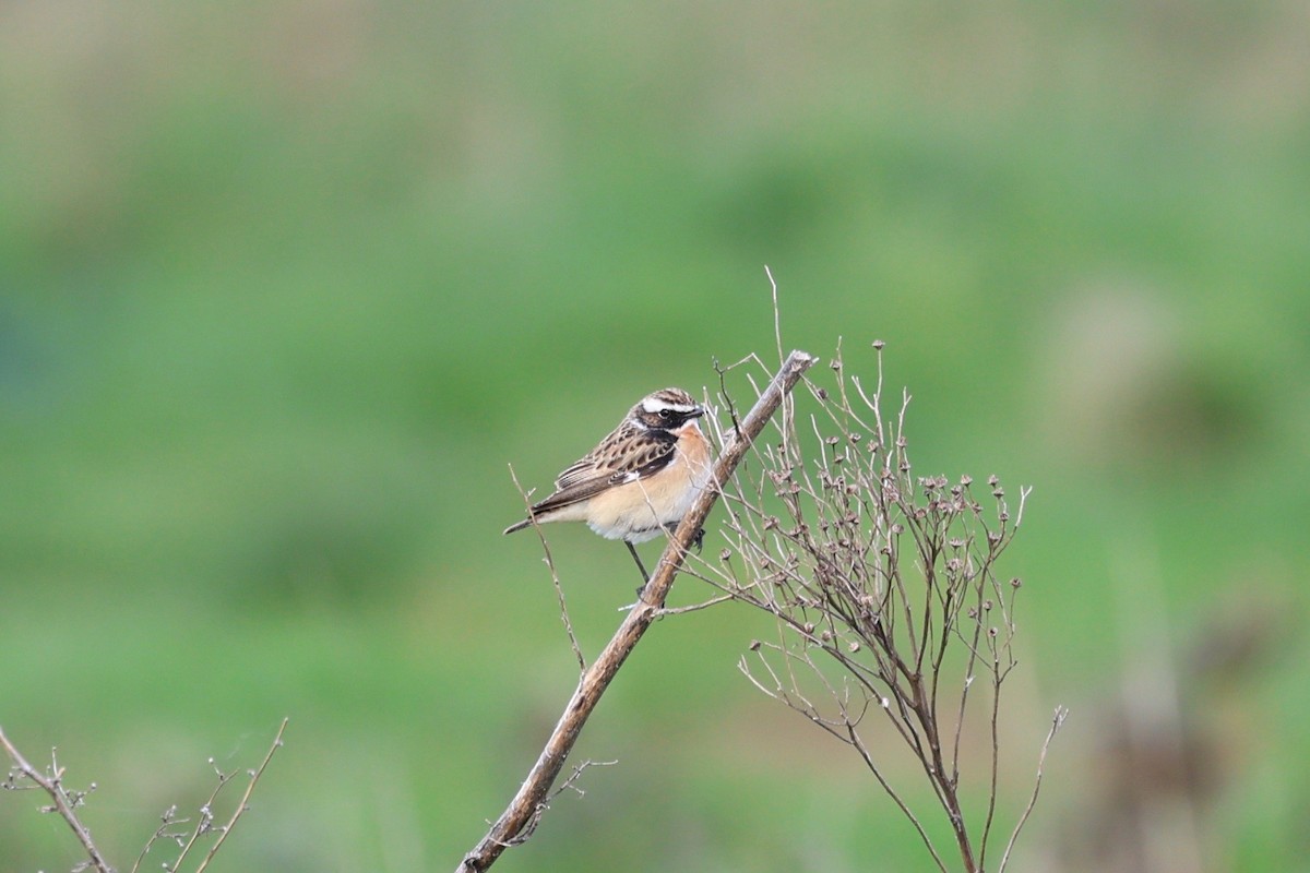 Whinchat - ML617647844
