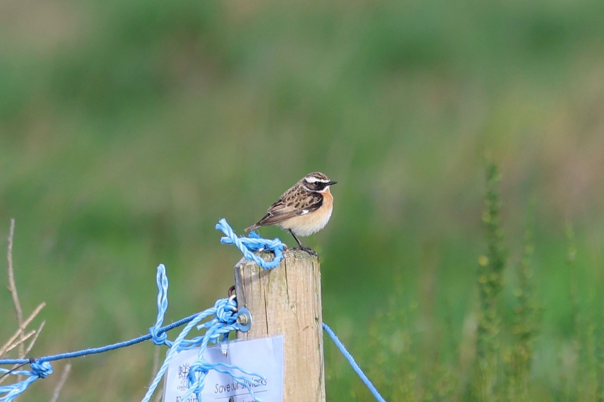 Whinchat - ML617647845