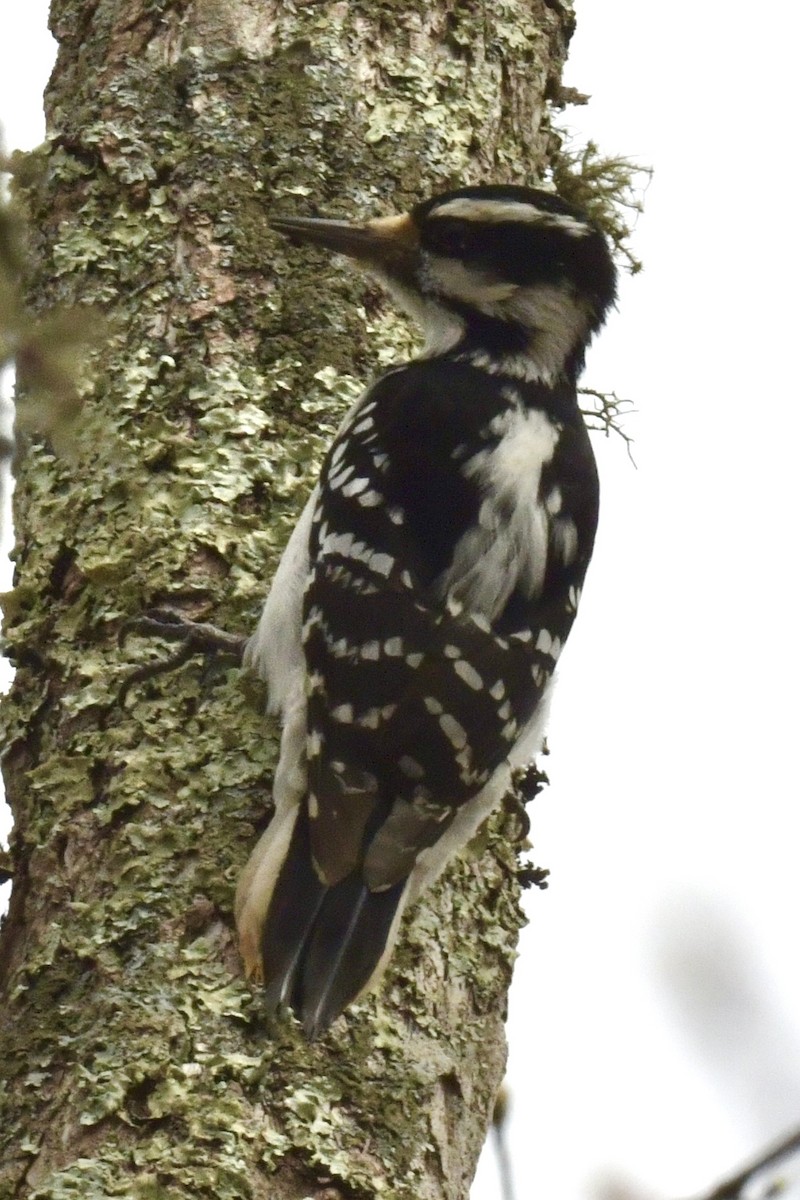 Hairy Woodpecker - Christopher Veale