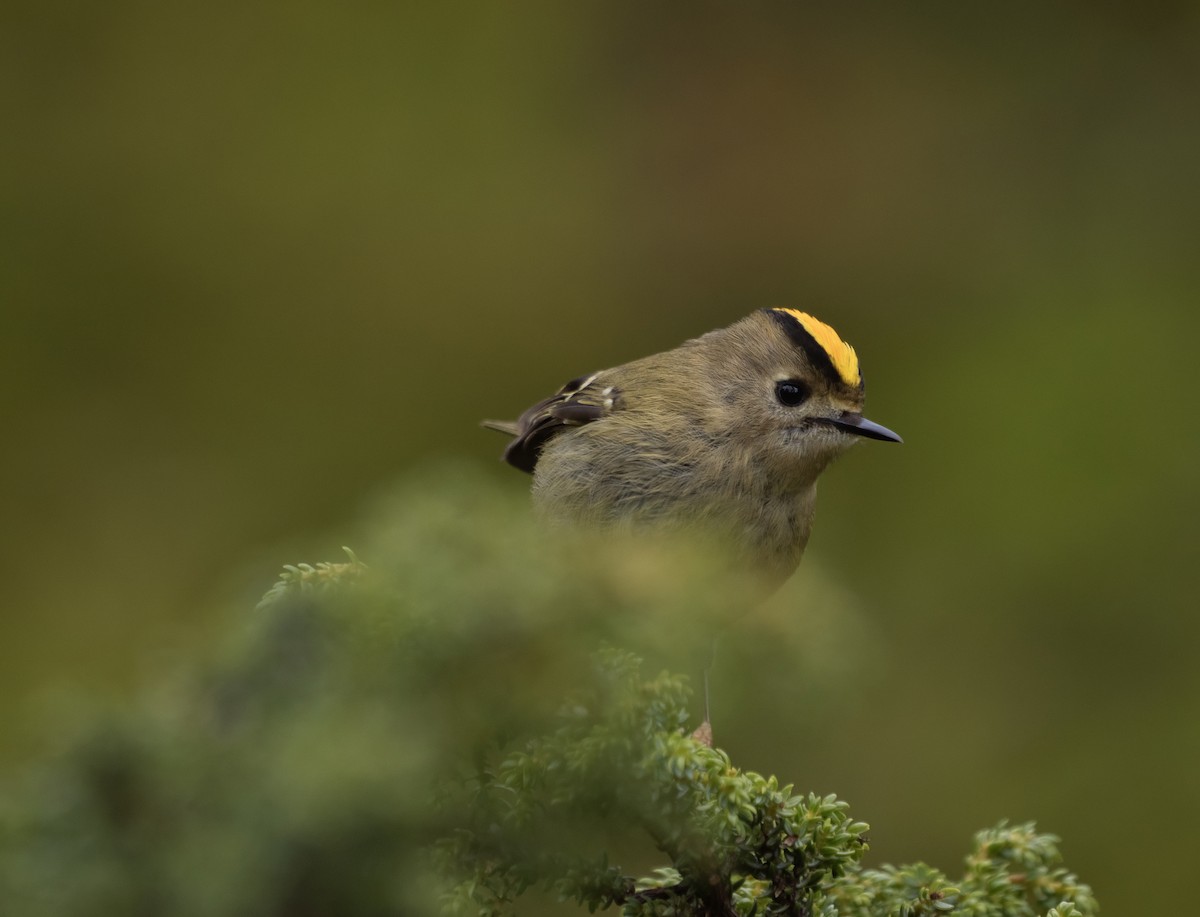 Goldcrest (Western Azores) - Guillermo Risco