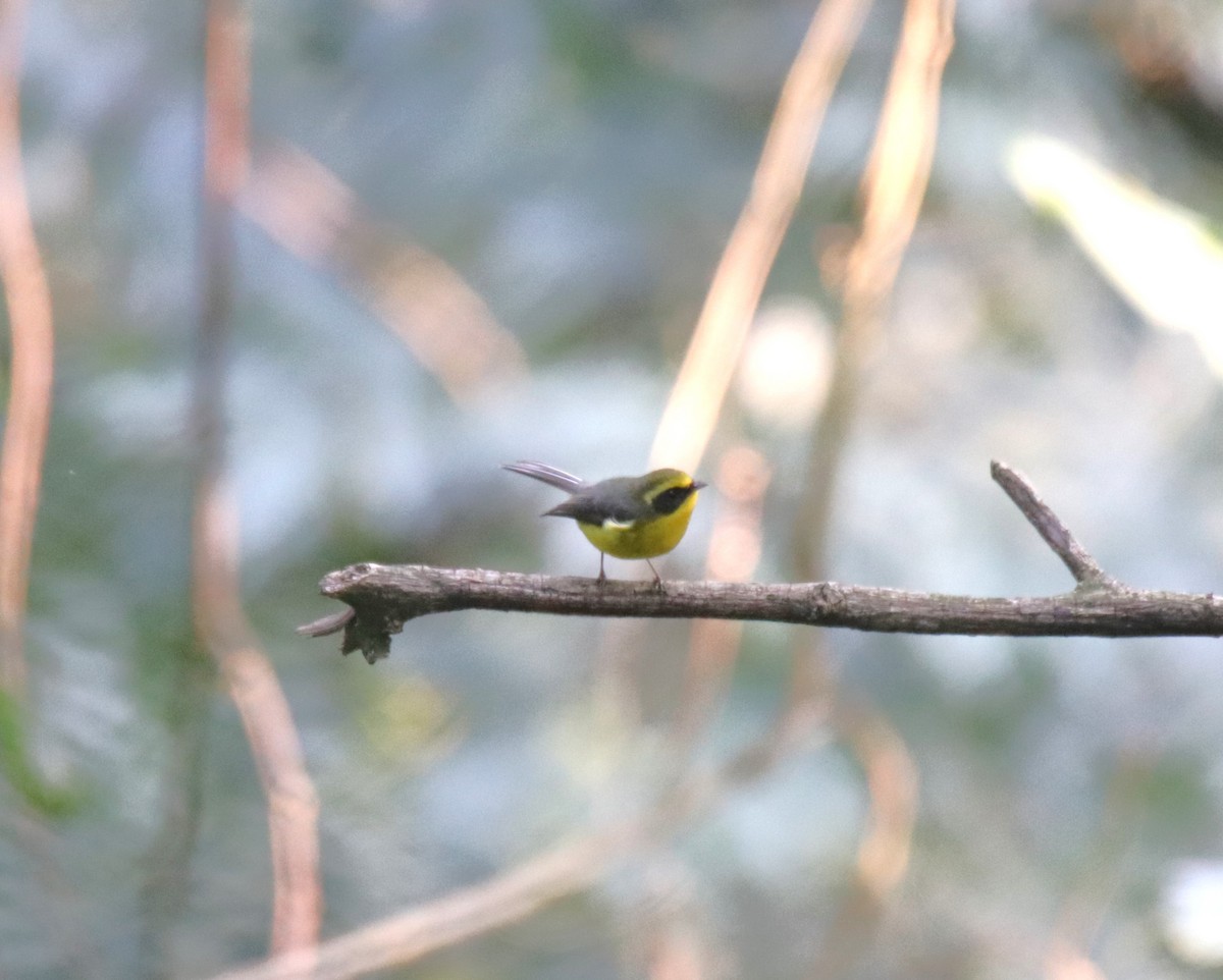 Yellow-bellied Fairy-Fantail - ML617647905