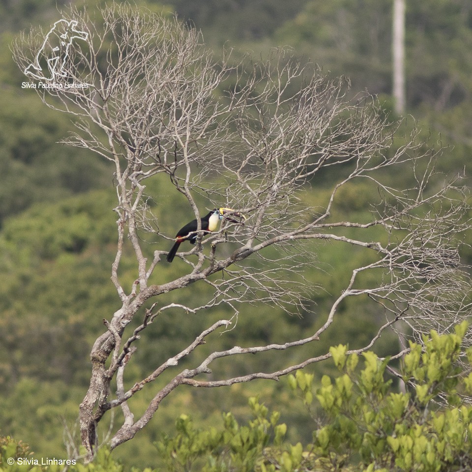 White-throated Toucan (Red-billed) - ML61764791