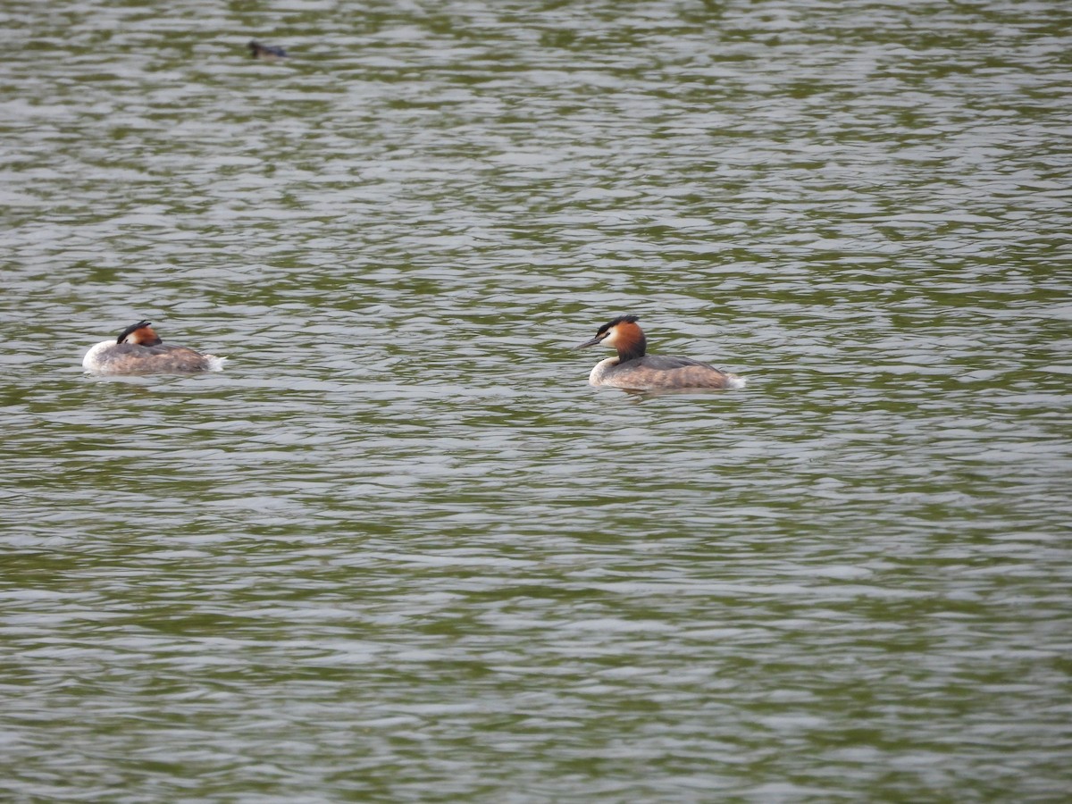 Great Crested Grebe - ML617647923