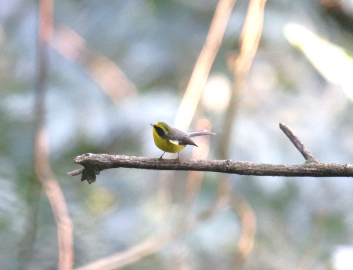 Yellow-bellied Fairy-Fantail - ML617647940