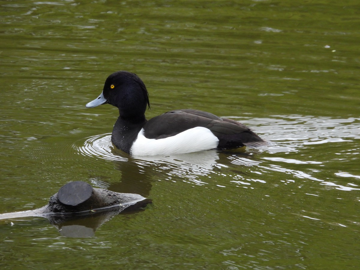 Tufted Duck - ML617647942