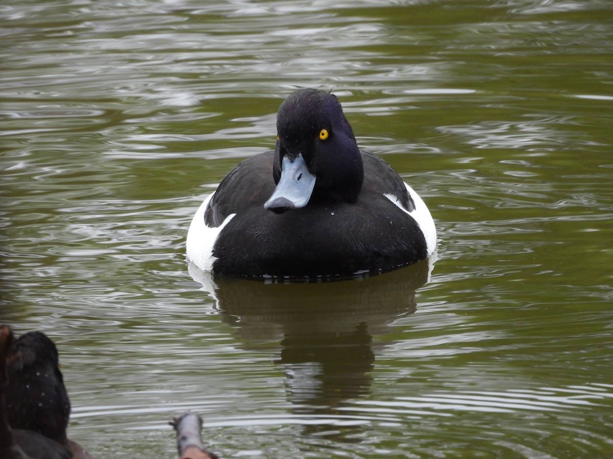 Tufted Duck - ML617647943