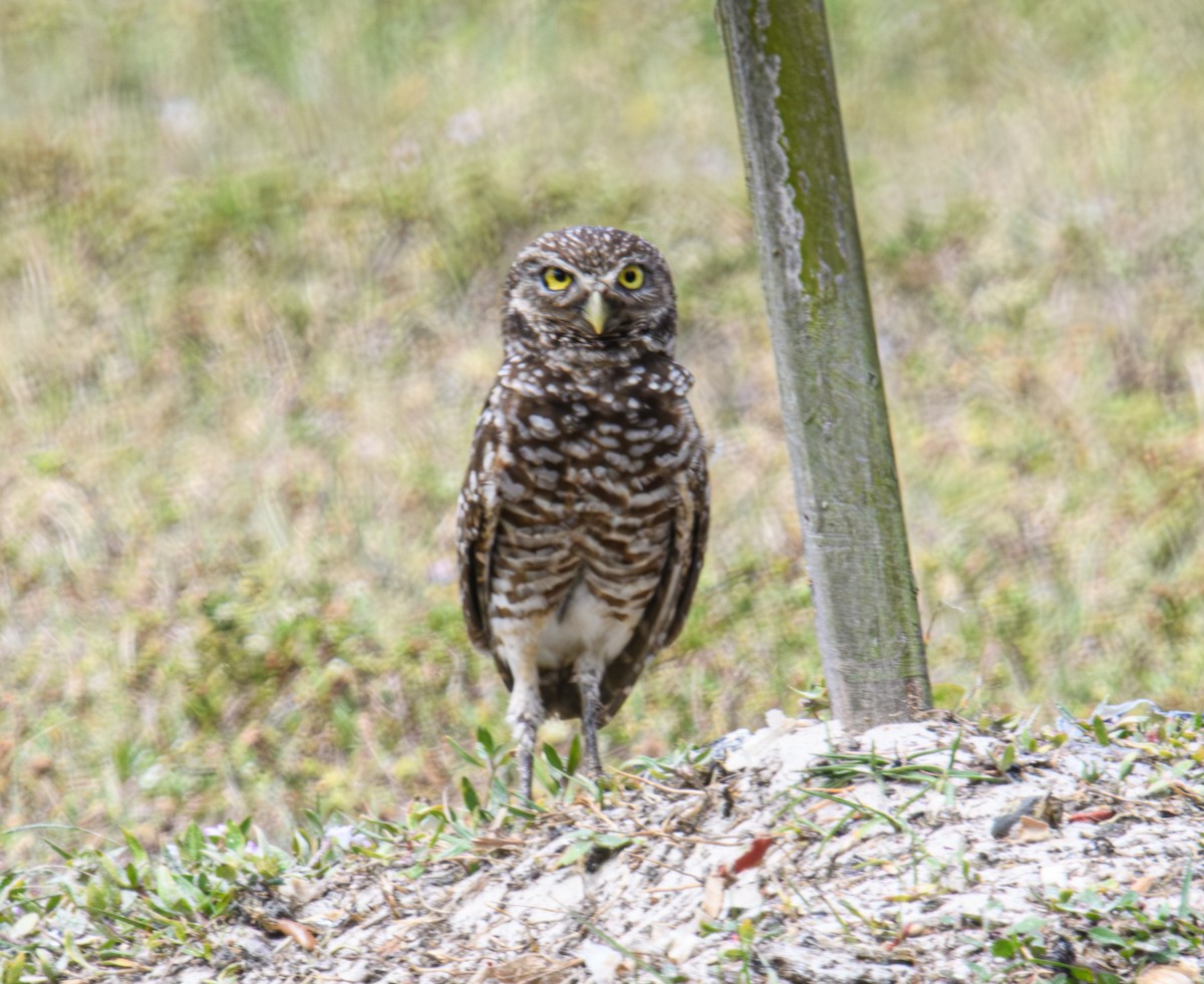 Burrowing Owl - ML617647944