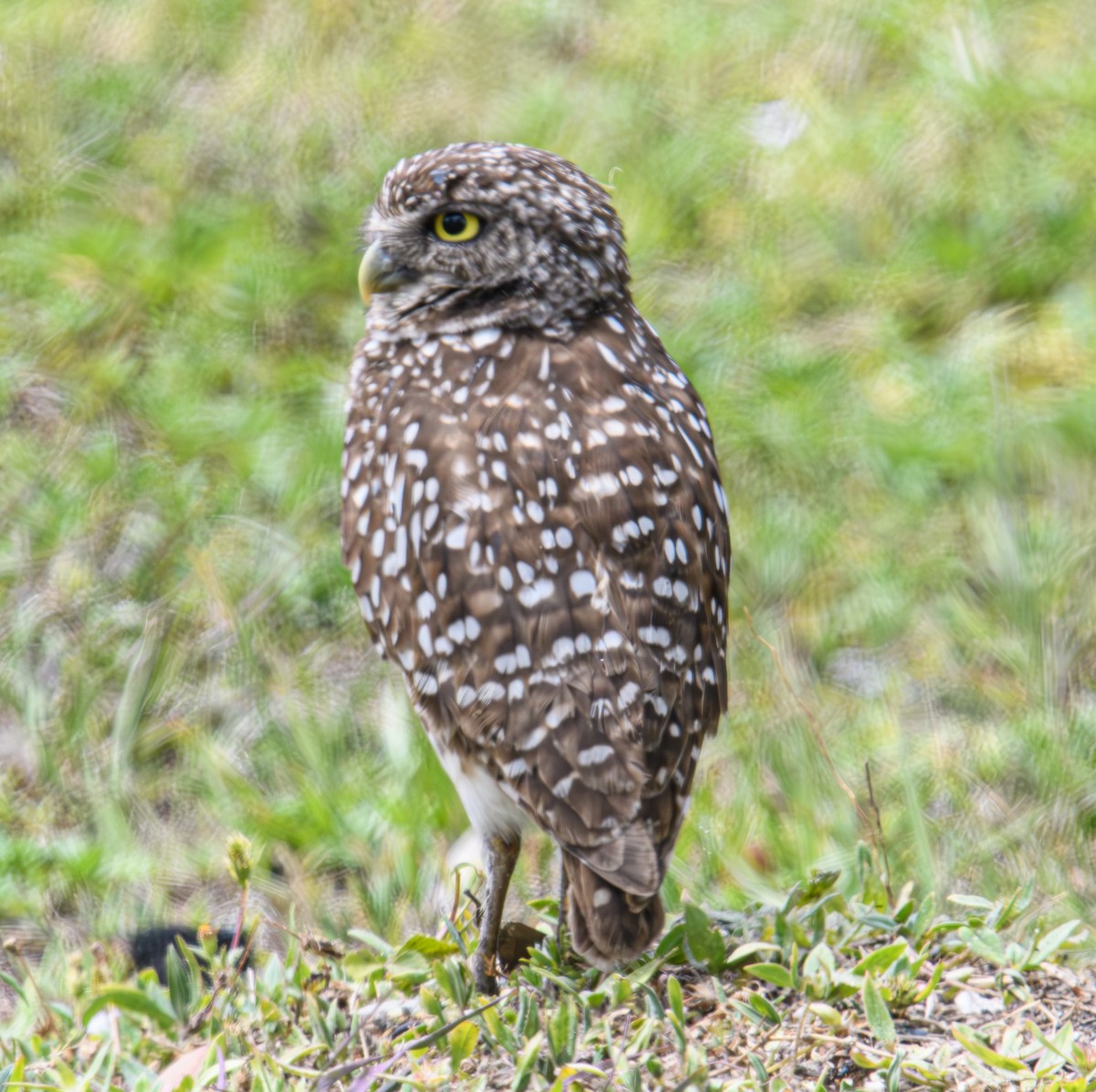 Burrowing Owl - ML617647949