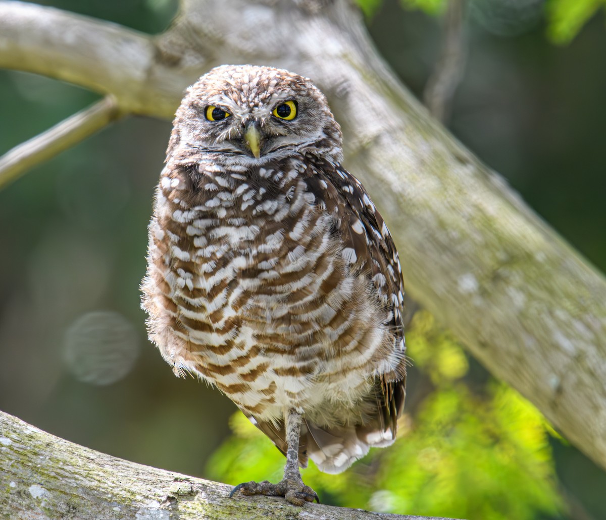 Burrowing Owl - ML617647955