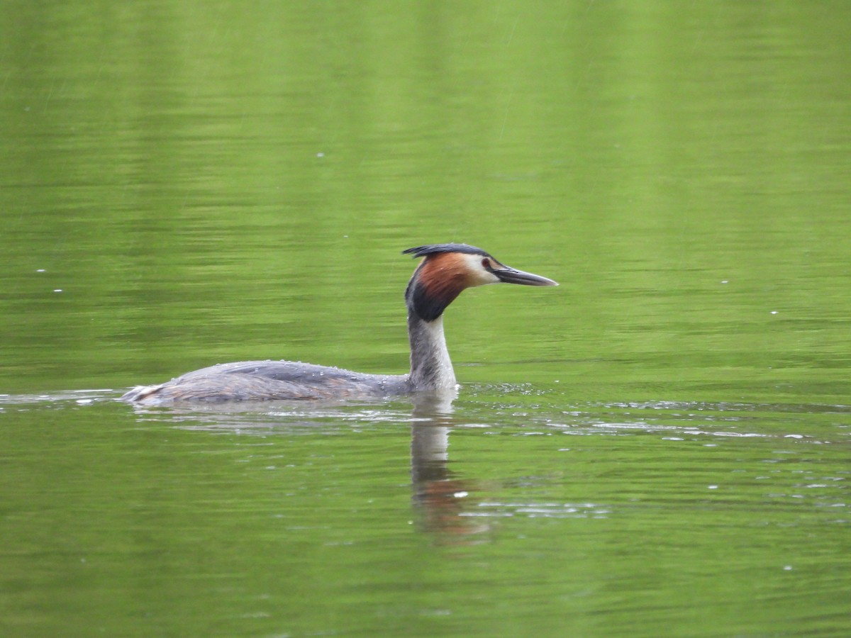 Great Crested Grebe - ML617647960